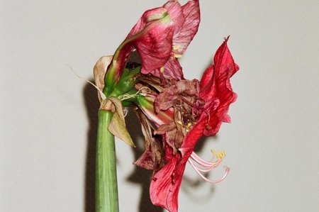 Galerie Balice Hertling