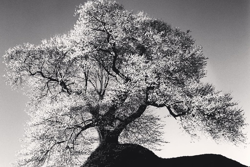 Beautiful Fukushima